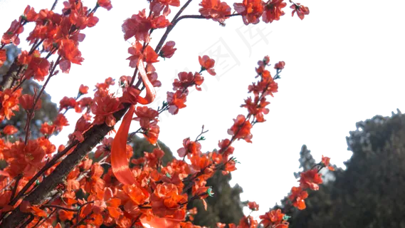 高山上怒放的腊梅花