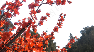 高山上怒放的腊梅花