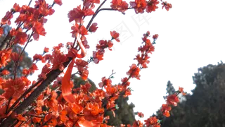 高山上怒放的腊梅花