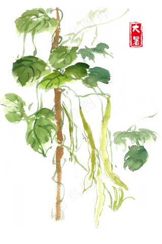 大暑菜园里的豆角