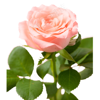 清新粉色玫瑰花