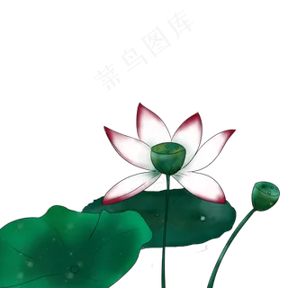 荷花荷叶手绘装饰图案