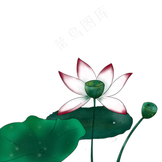 荷花荷叶手绘装饰图案