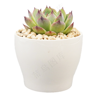 多肉小摆件,免抠元素