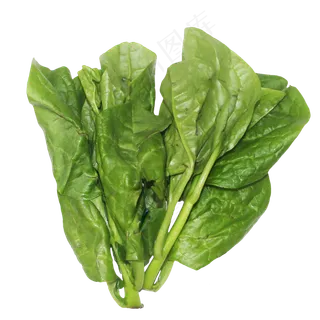 潺菜越南菠菜木苋菜,免抠元素 潺菜越南菠菜木苋菜,免抠元素