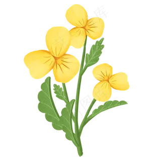 手绘小清新黄色花朵插图