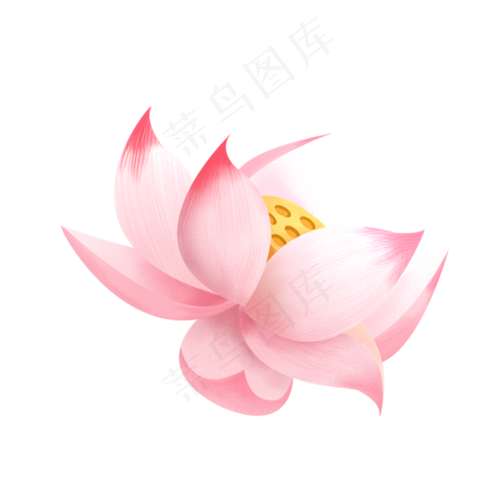 彩色荷花植物元素(2000X2000(DPI:300))psd模版下载