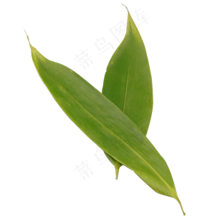 绿色粽叶