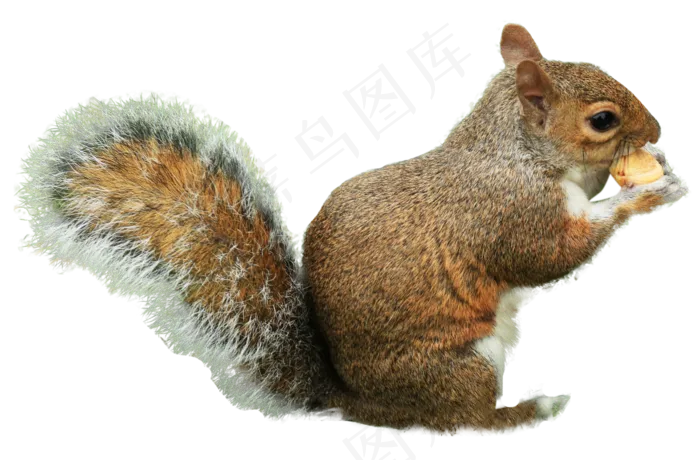 吃坚果的松鼠,免抠元素(1652*1085px 300 dpi )psd模版下载