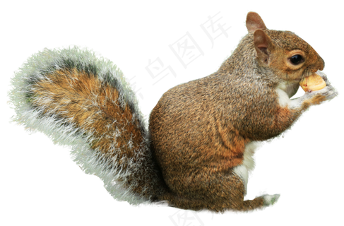 吃坚果的松鼠,免抠元素