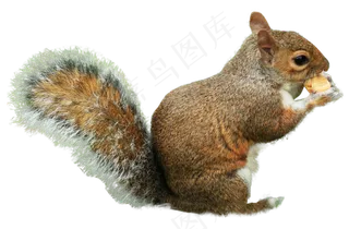 吃坚果的松鼠,免抠元素