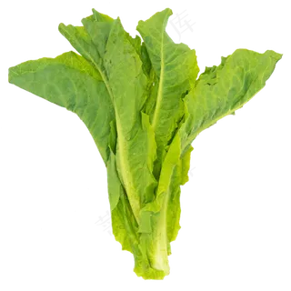 蔬菜莴苣