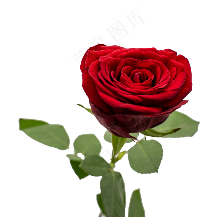 火红色玫瑰