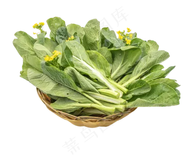 绿色蔬菜装饰,免抠元素 绿色蔬菜装饰,免抠元素