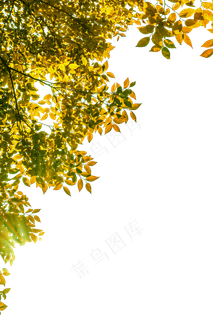 阳光照射金黄树叶,免抠元素