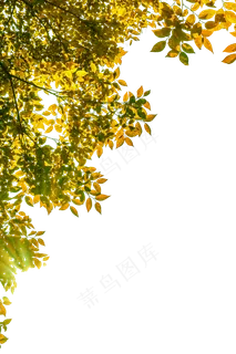 阳光照射金黄树叶,免抠元素