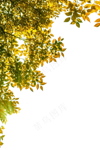 阳光照射金黄树叶,免抠元素