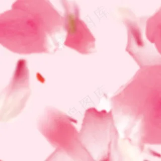 粉色桃花花瓣浪漫直通车