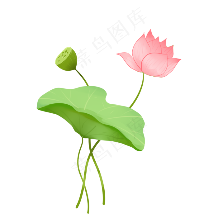 唯美淡雅荷花装饰