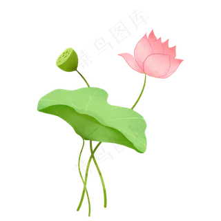 唯美淡雅荷花装饰