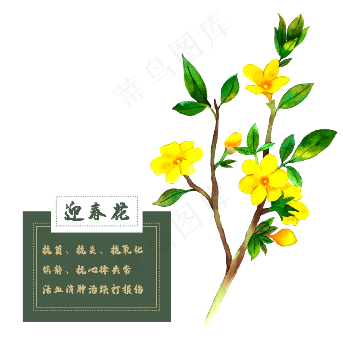 迎春花花类中草药水彩植物(2500X2500(DPI:300))psd模版下载