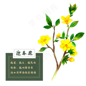 迎春花花类中草药水彩植物