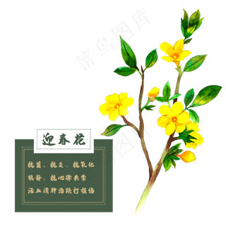 迎春花花类中草药水彩植物
