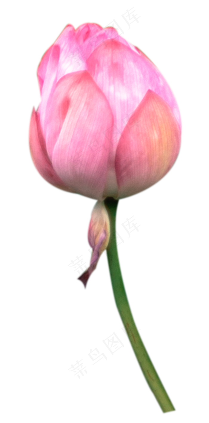 粉色荷花(1018X2052(DPI:300))psd模版下载