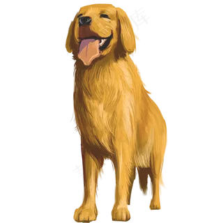 温柔可爱金毛装饰元素,免抠元素