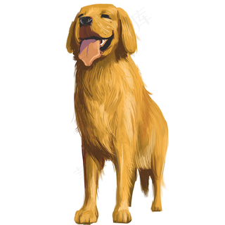 温柔可爱金毛装饰元素,免抠元素