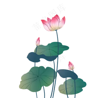 粉色荷花植物,免抠元素