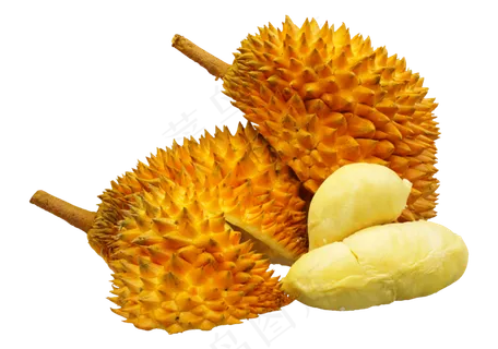 黄色的榴莲 黄色的榴莲