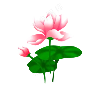 矢量手绘荷花荷叶