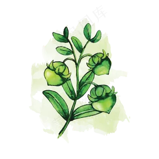 卡通手绘霍霍巴籽矢量素材