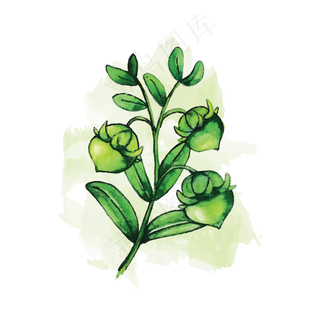 卡通手绘霍霍巴籽矢量素材