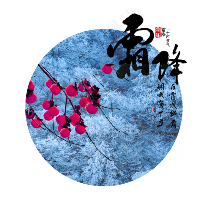 霜降成熟柿子(4000X4000(DPI:300))psd模版下载