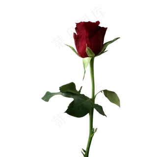 浪漫爱情红玫瑰情人节