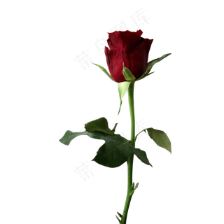 浪漫爱情红玫瑰情人节