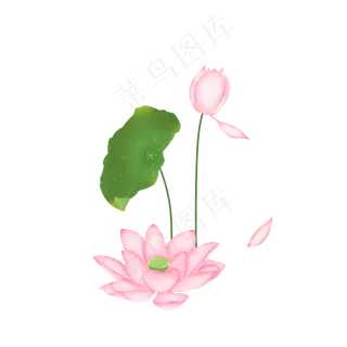 荷花荷叶花瓣花骨朵