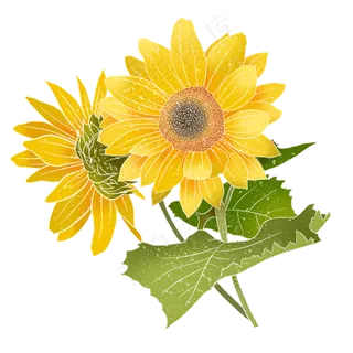 春季植物花朵向日葵,免抠元素