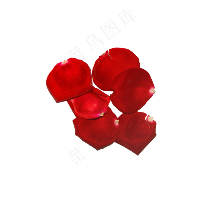 玫瑰花瓣实拍（png免抠）