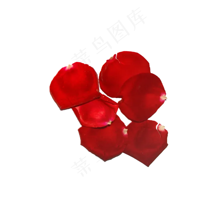 玫瑰花瓣实拍（png免抠）(2000X2000(DPI:72))psd模版下载