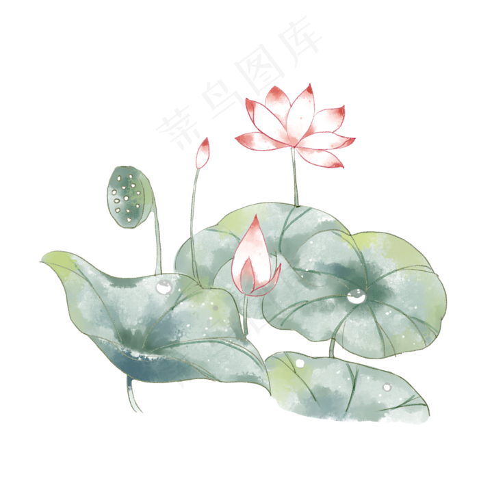 荷花免抠(2000X2000(DPI:299))psd模版下载