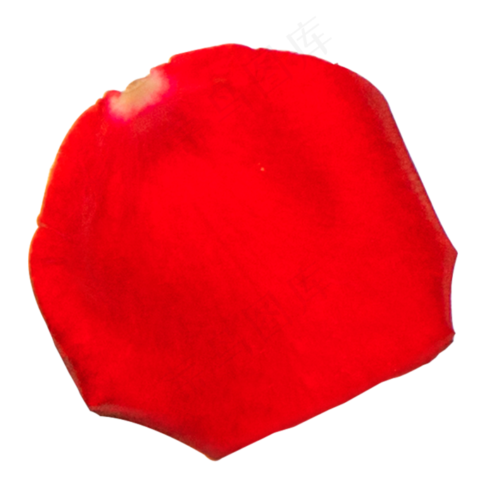 实拍飘落的玫瑰花瓣