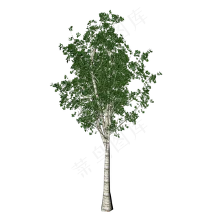 桦树树木,免抠元素
