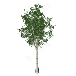 桦树树木,免抠元素