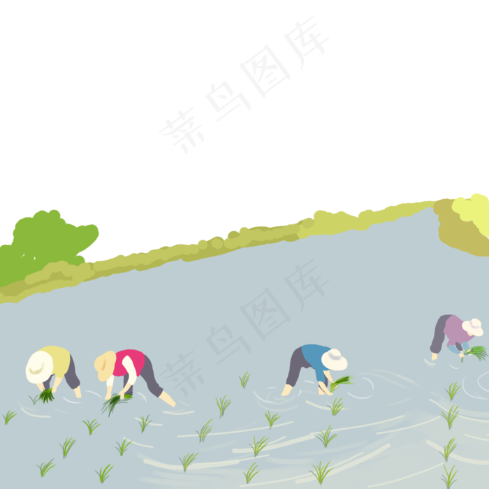 田间插秧的劳动者
