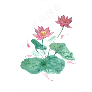 荷花红色鲤鱼池塘莲花PNG