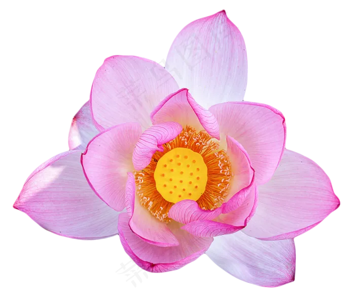 荷花开放