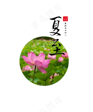 夏至节气莲花